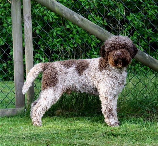 122978_242730Totti snygg vid grinden