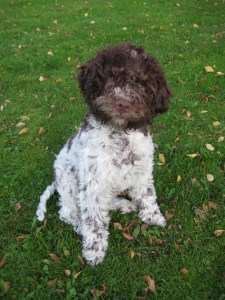 Bonebreakers Giardiniere