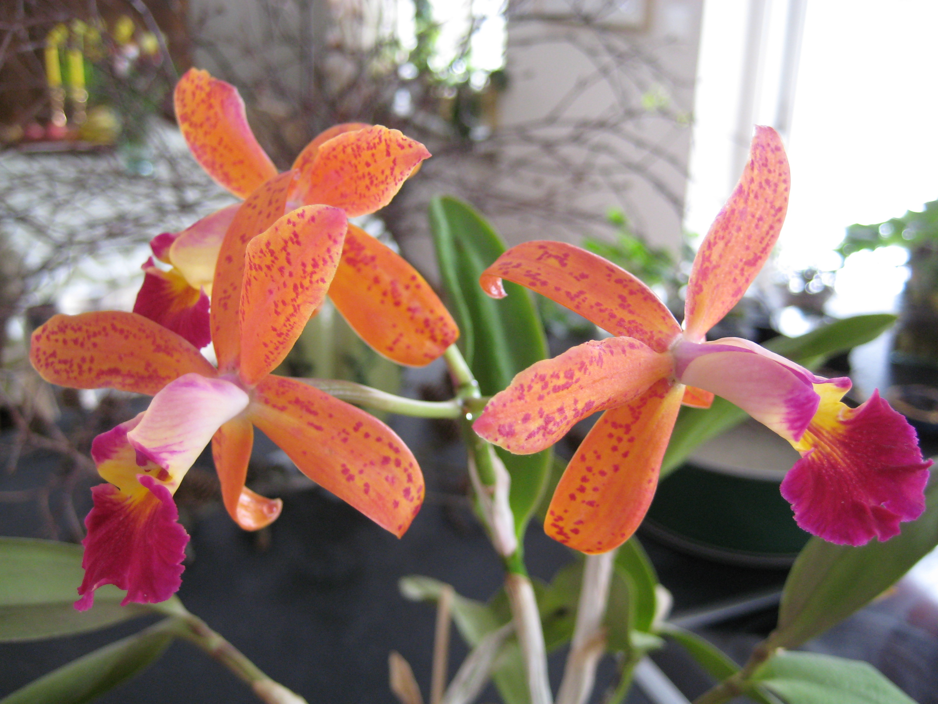 Cattleya