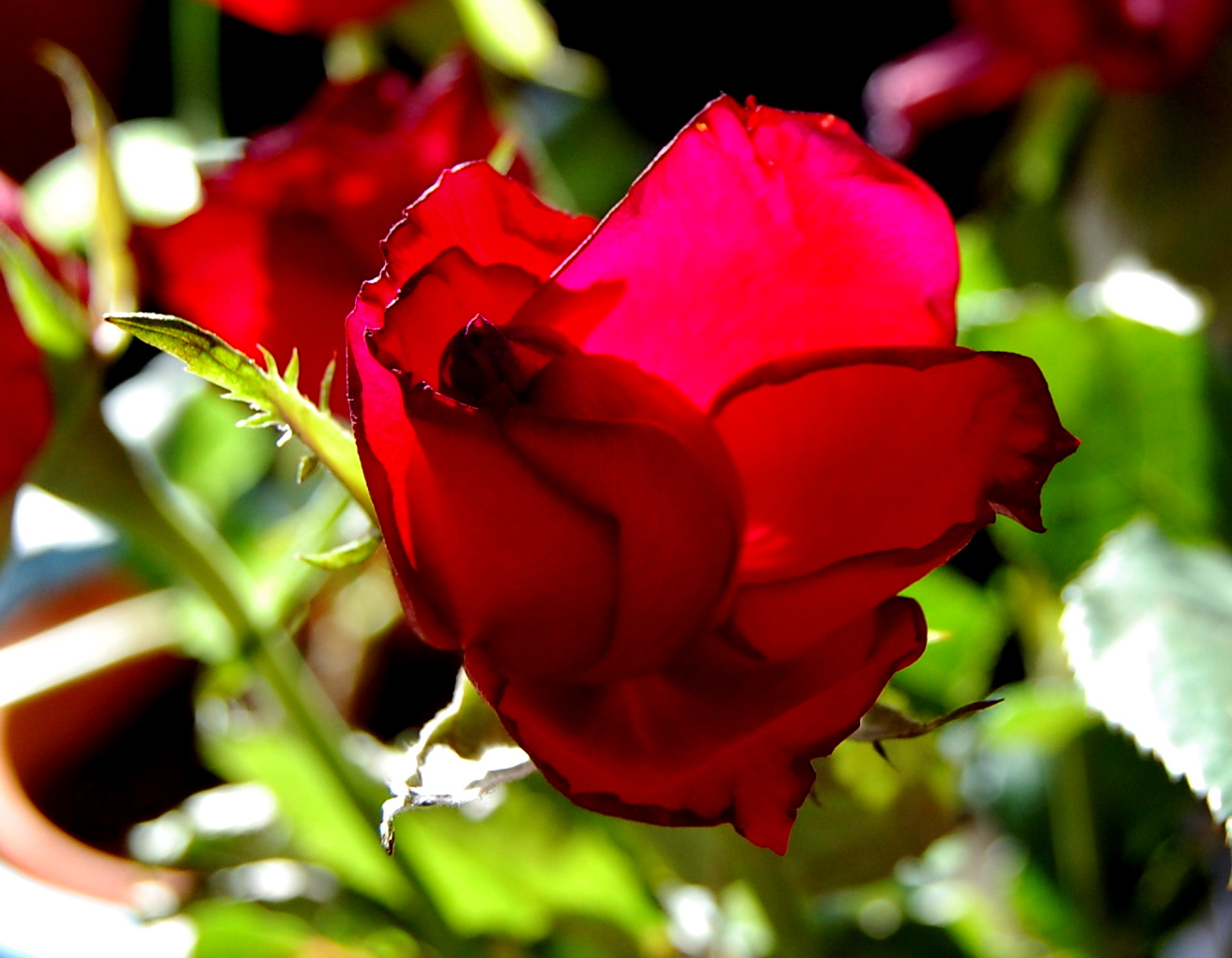 Ranunkler och gossar 018