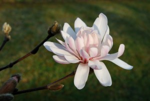 Vårmagnolia och påsk 035