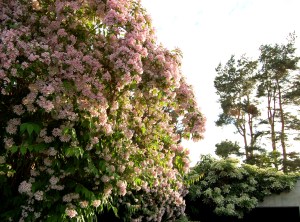 Vår och försommar i trädgården och inne 2011 052