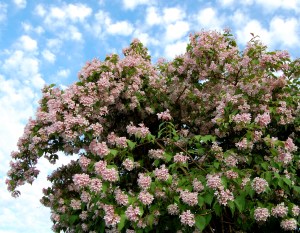 Vår och försommar i trädgården och inne 2011 055