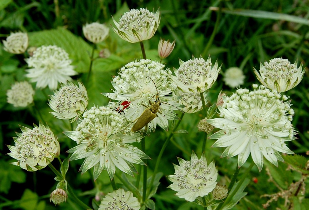 Barcelona och Pyrenéerna 2011 542