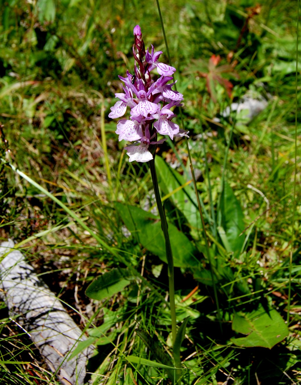 Orkidéer, orkidéer, orkidéer - som juveler vart du ser