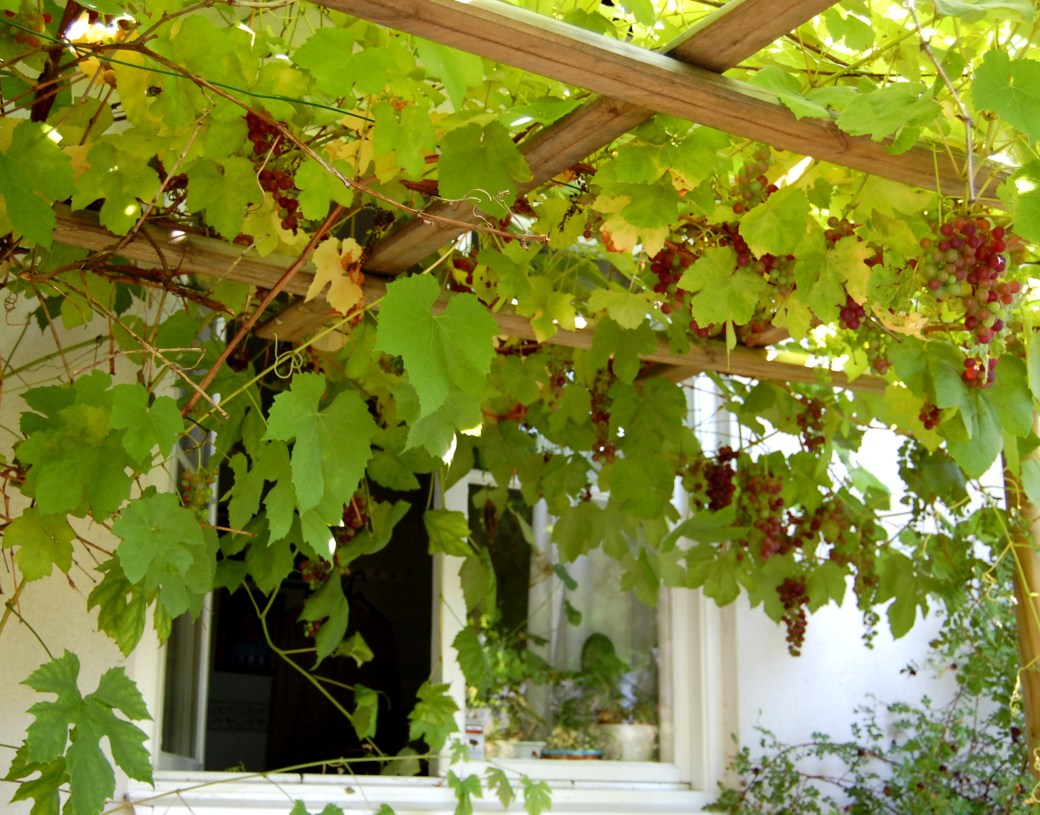 Höst i trädgården och Albabus 018