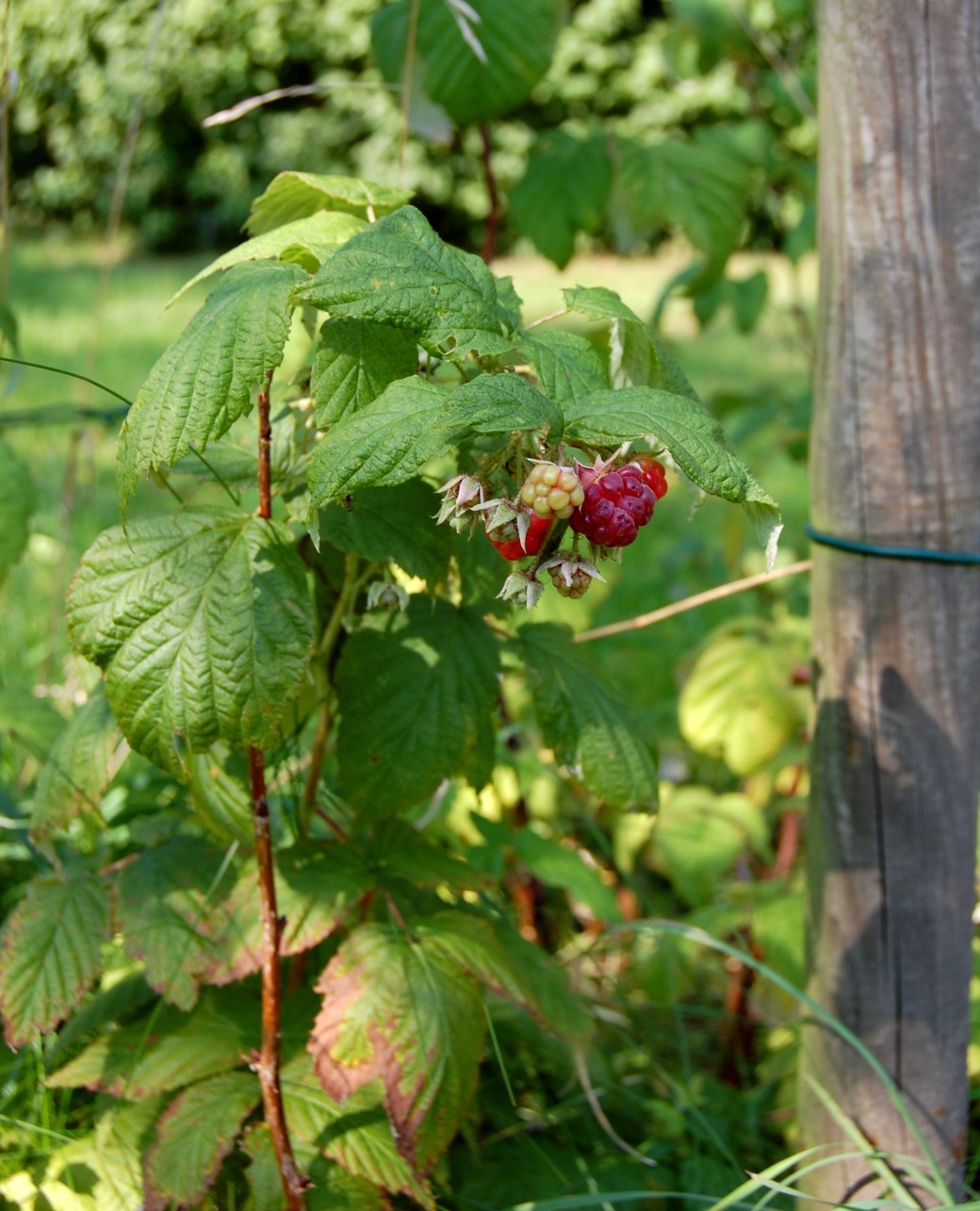 Höst i trädgården och Albabus 036