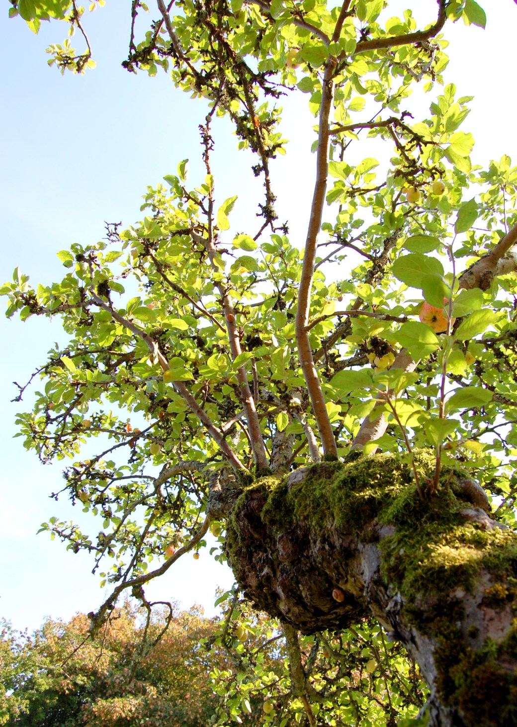 Höst i trädgården och Albabus 045