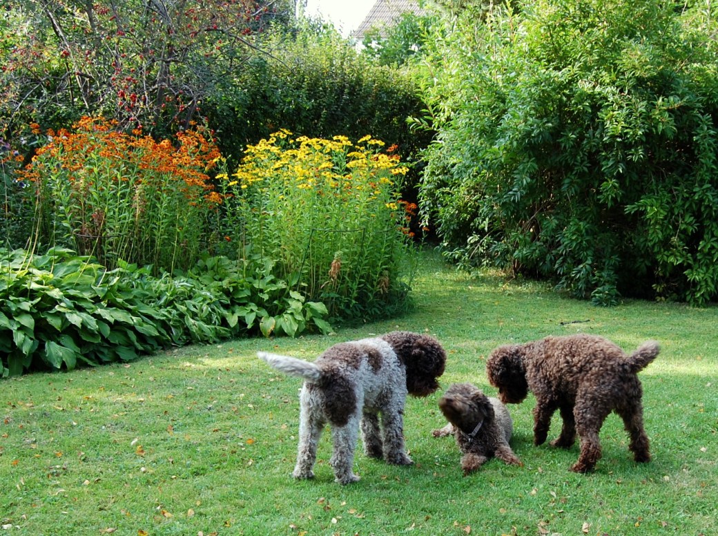 Höst i trädgården och Albabus 054