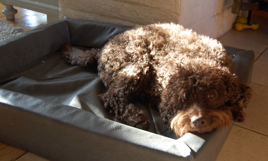 Mille är tillbaka April 2012 002