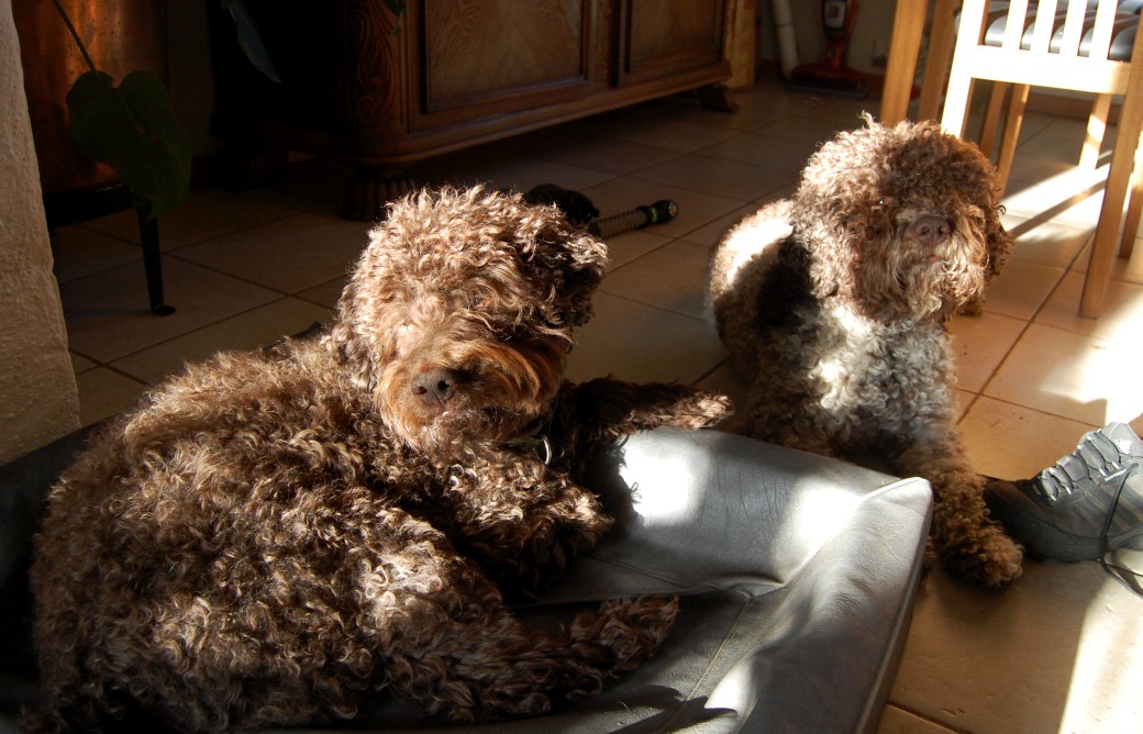 Mille är tillbaka April 2012 005