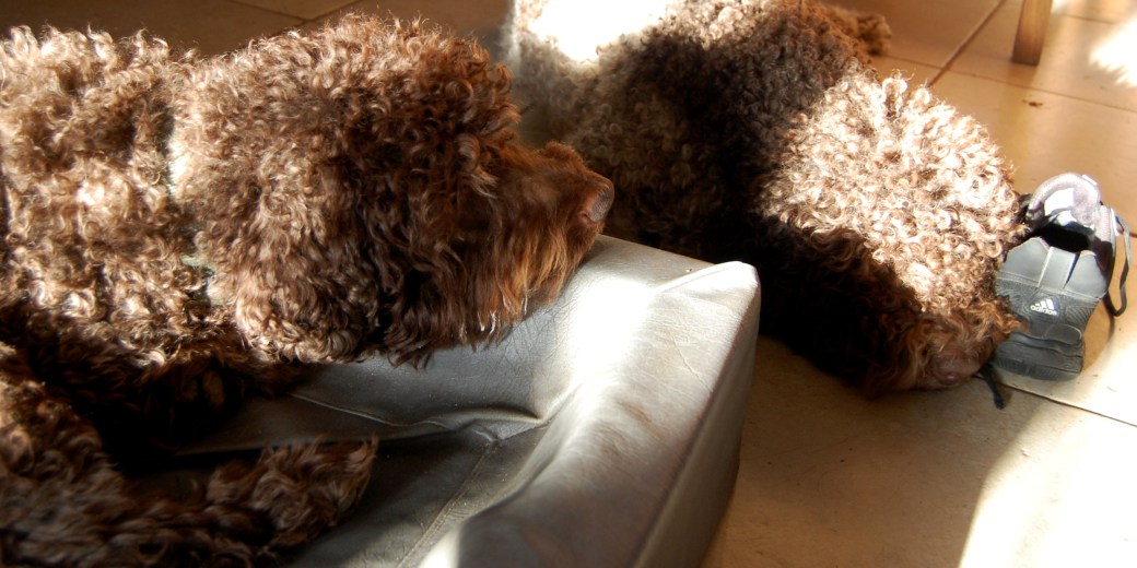 Mille är tillbaka April 2012 007