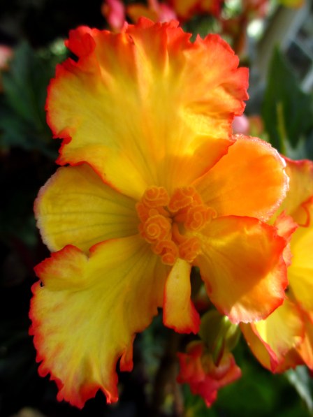 Trädgården hösten 2012 069