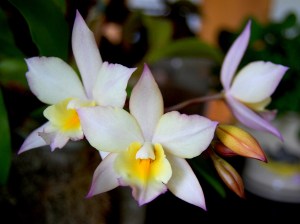 Cattleya 070