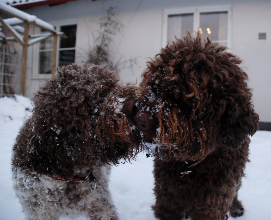 Favorithundbilder 004