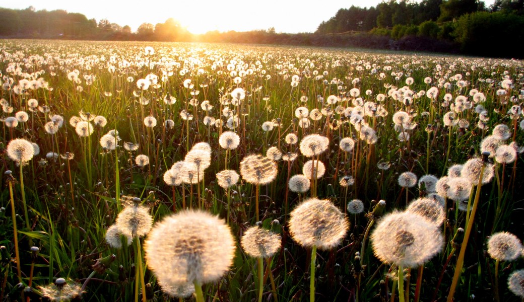 Totti bland maskrosorna 066