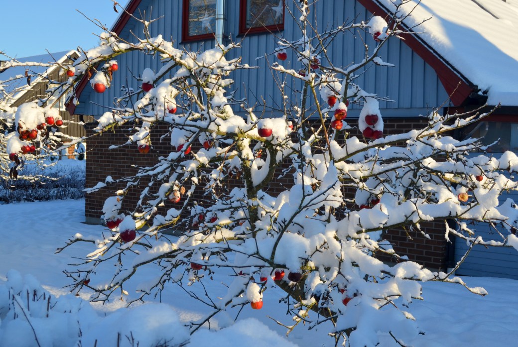 Vinteräpplen 010