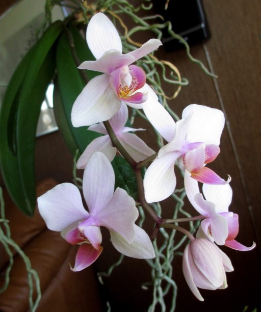 Mera orkidéer 022