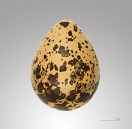 "Plover's eggs" were an expensive delicacy in Victorian Europe.