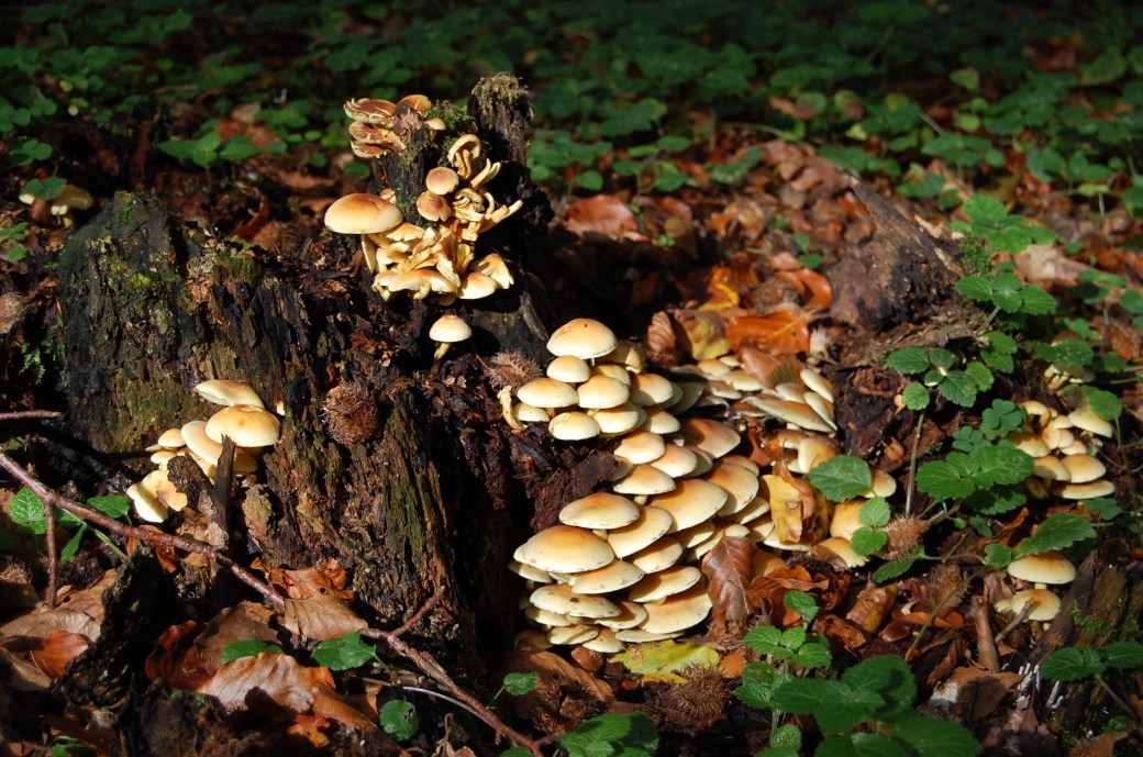 Emmas resa och en dag i svampskogen 2011 061