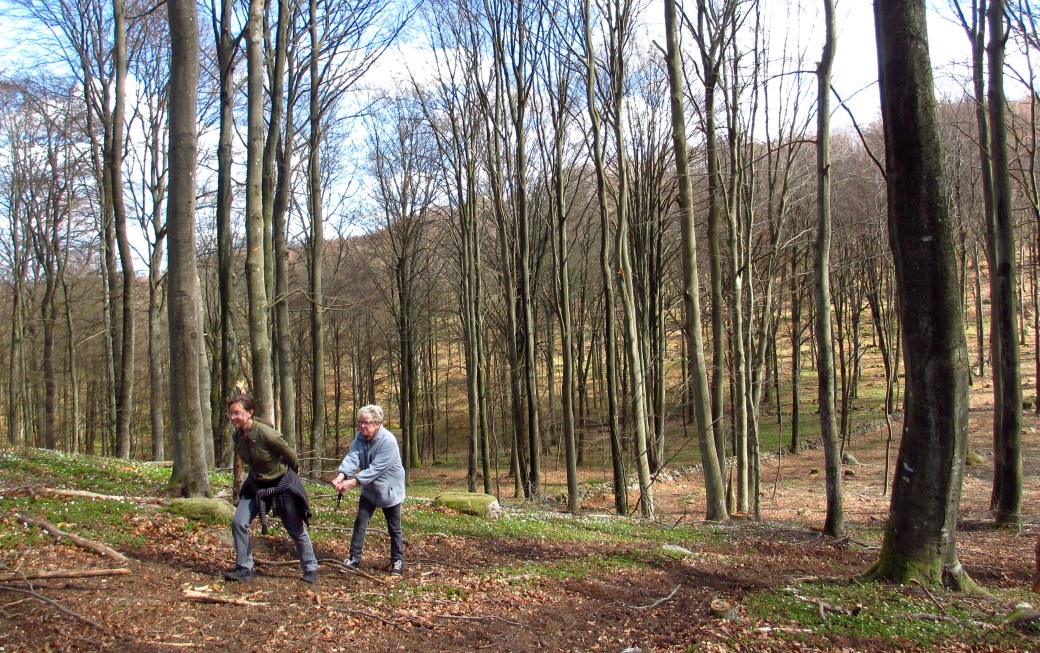 Vår, tulpaner och pelargoner 004