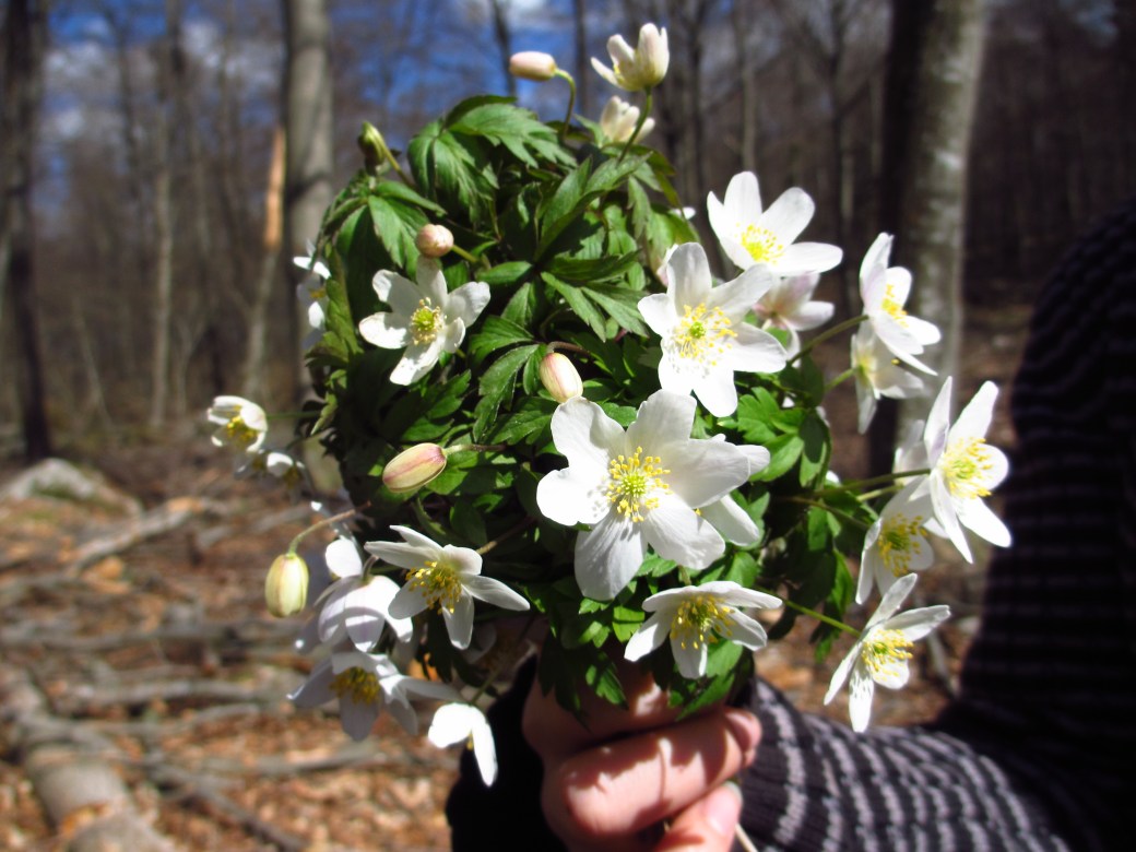Vår, tulpaner och pelargoner 027