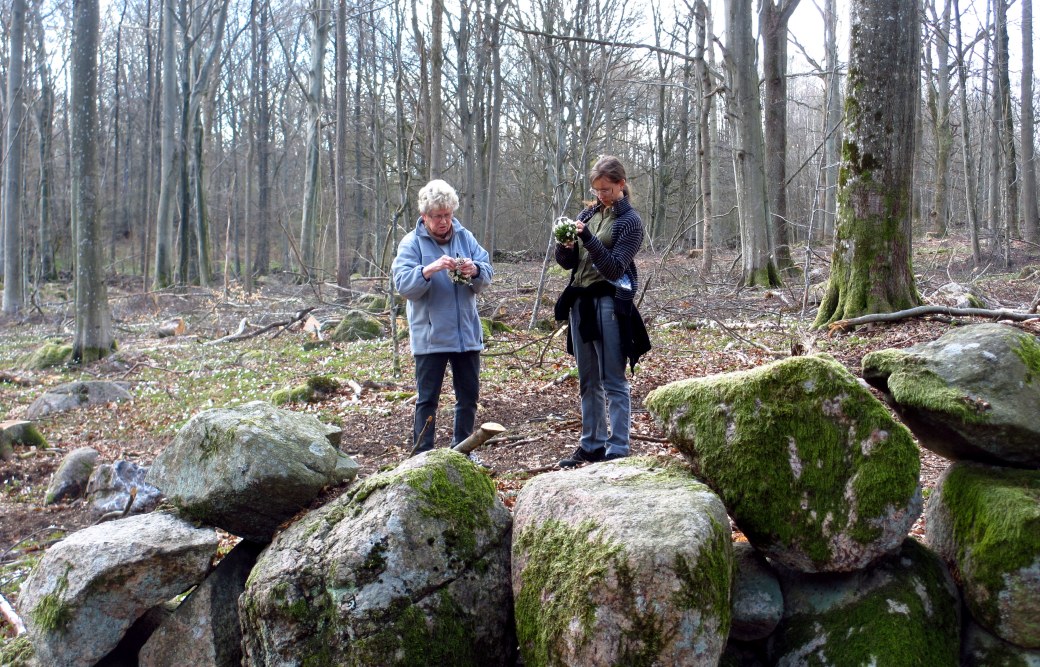 Vår, tulpaner och pelargoner 039