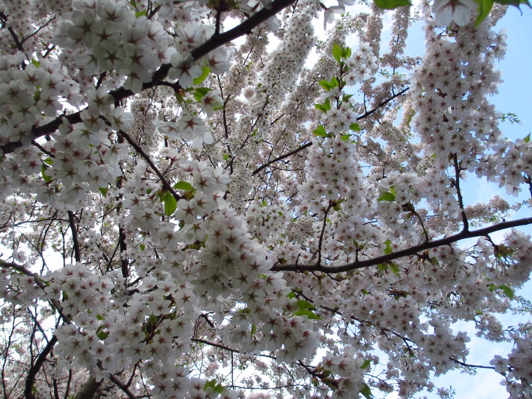 En dag i Landskrona med Viveka 260