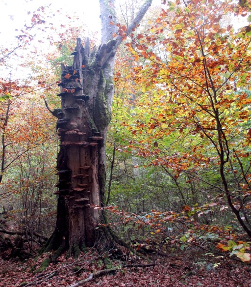 Hösten 2012 igen 018