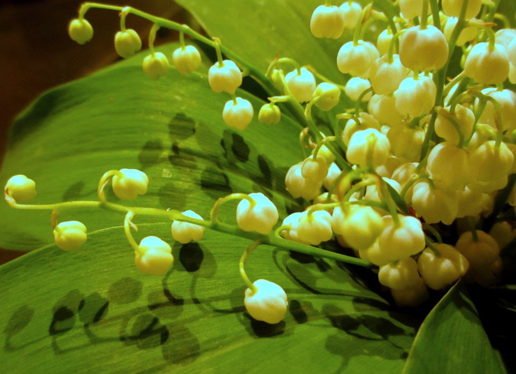 Konvaljer med skuggor 002