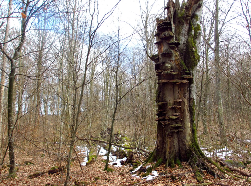 Skogen är nere 6 april 046