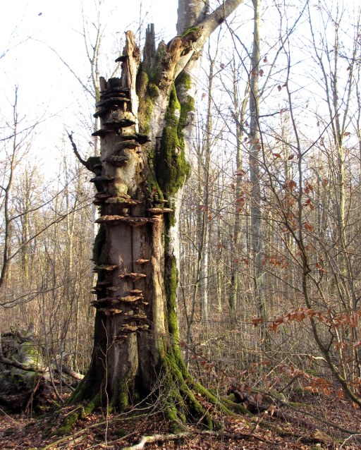 Skogspromenad v.8 2012 019