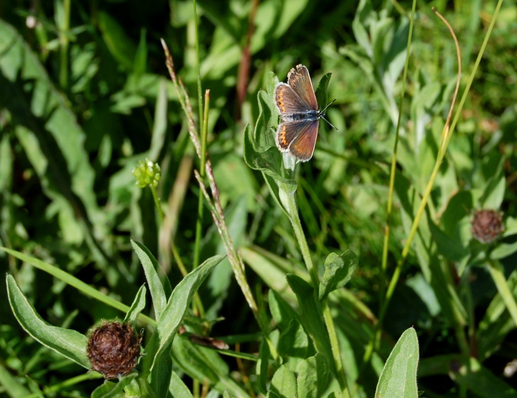 Barcelona och Pyrenéerna 2011 646