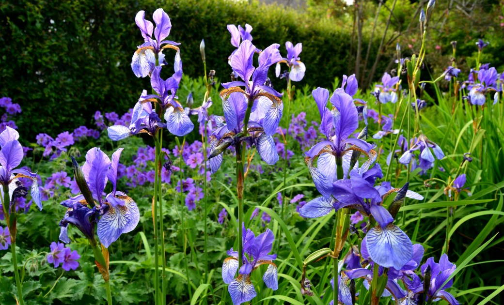 Emmas kimono och iris 025