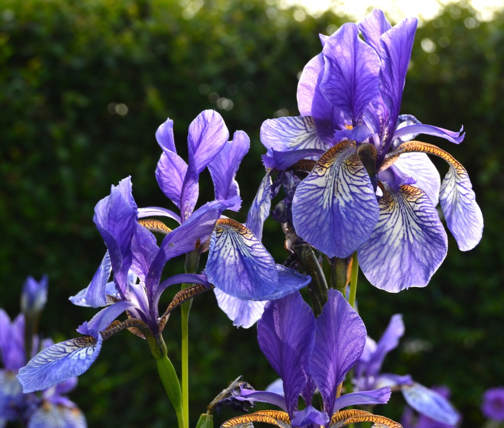 Emmas kimono och iris 026