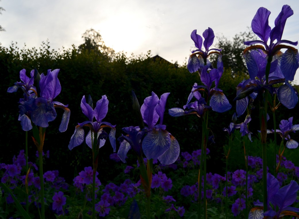 Emmas kimono och iris 027