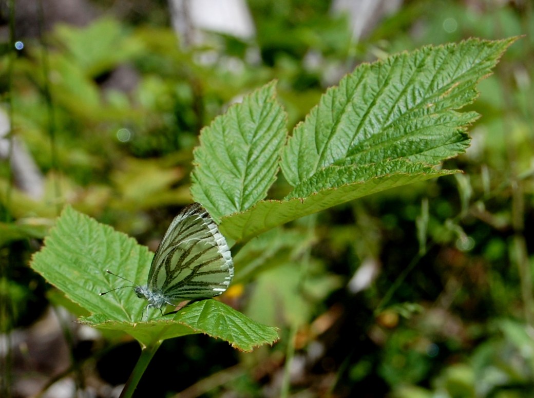 Rapsfjäril (bergsform)