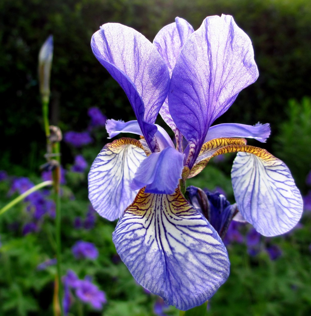 Vuxträff och iris 014