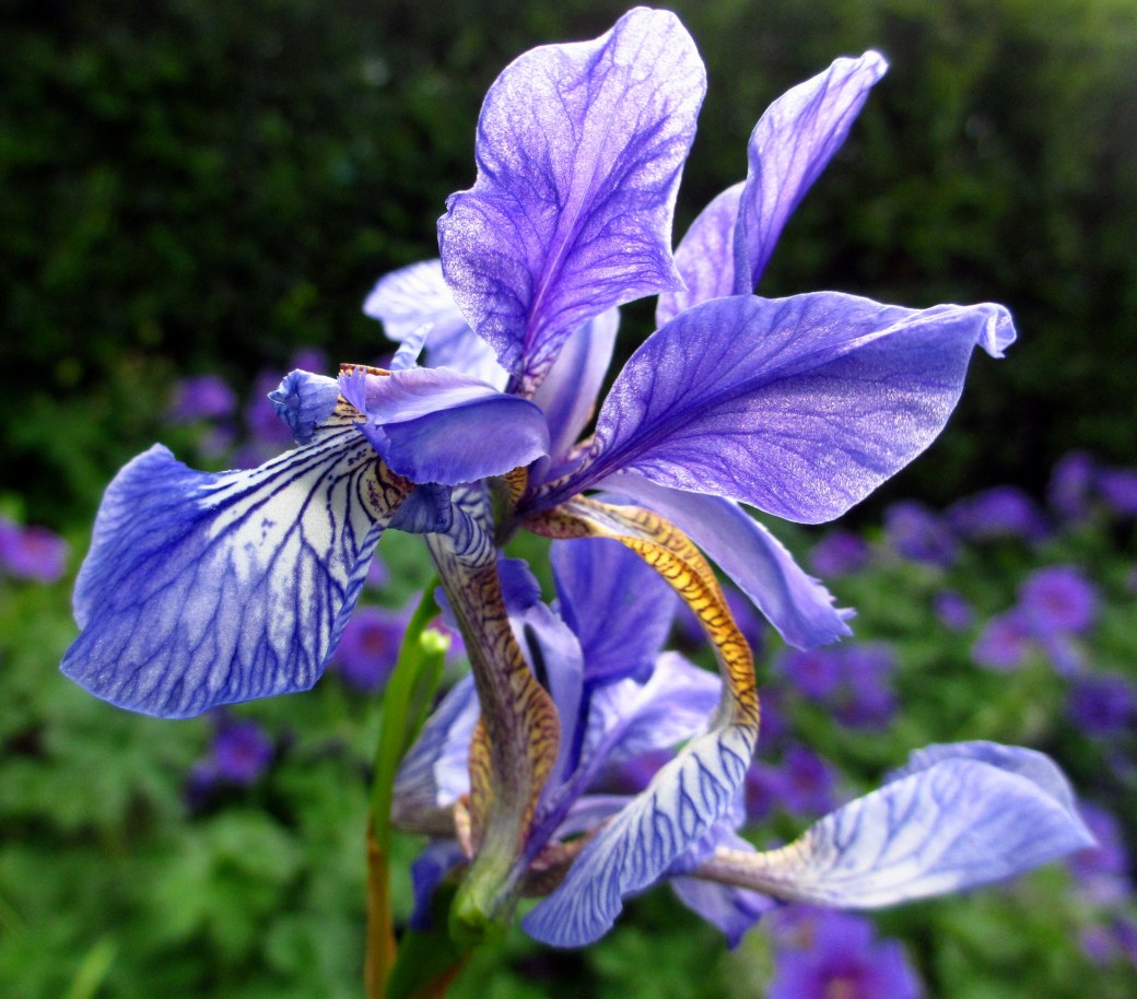 Vuxträff och iris 016