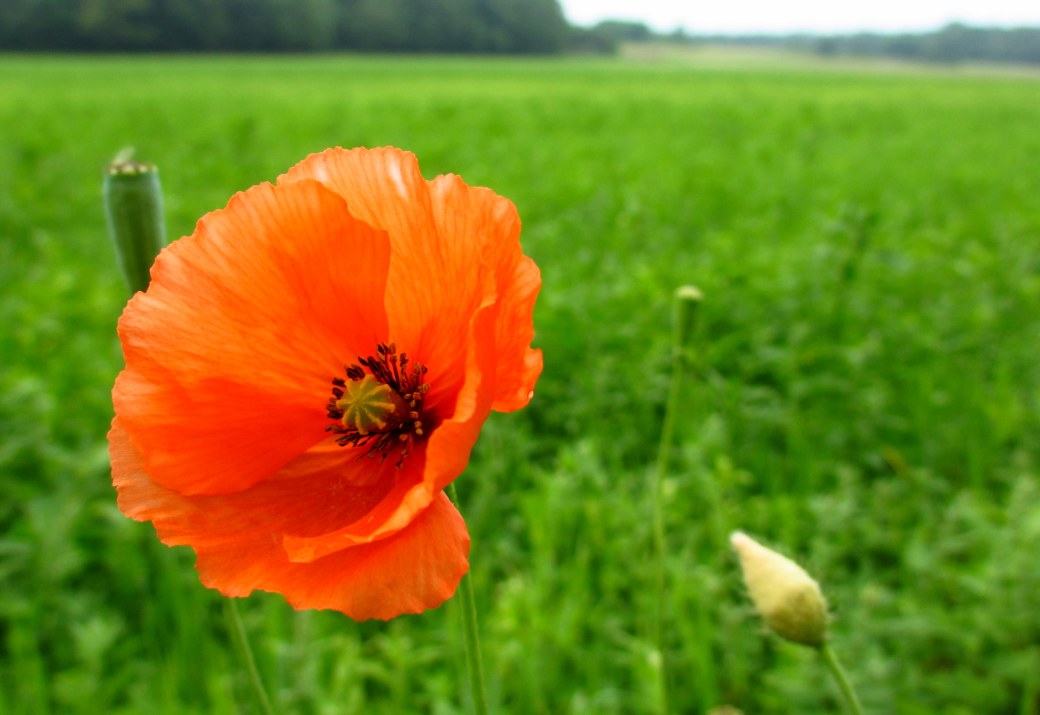 Mera midsommar 2013 004