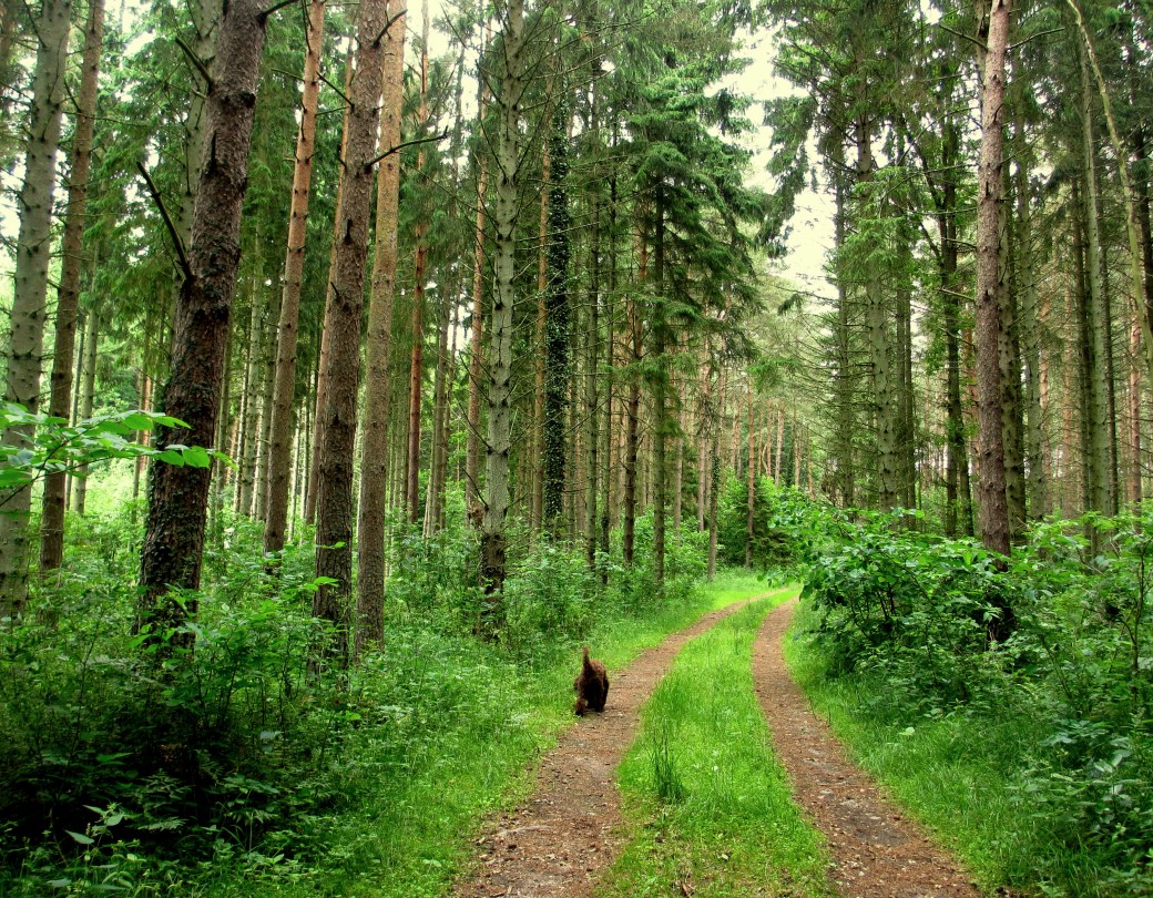 Mera midsommar 2013 018
