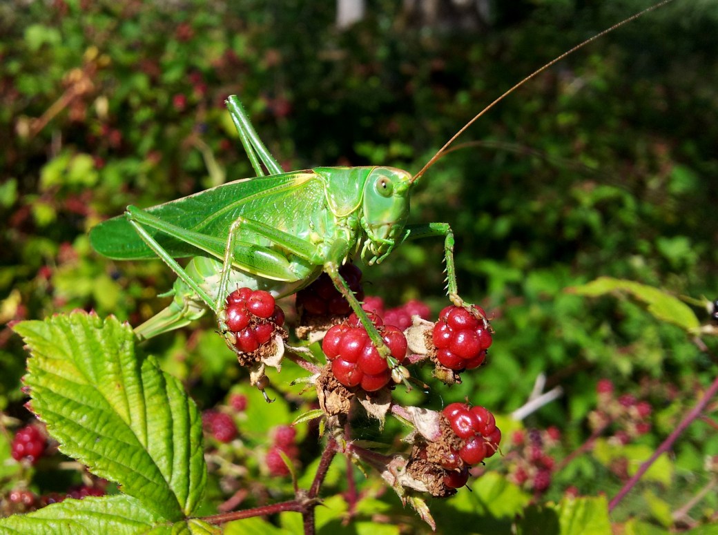 Björnbär och hundar 2013 007