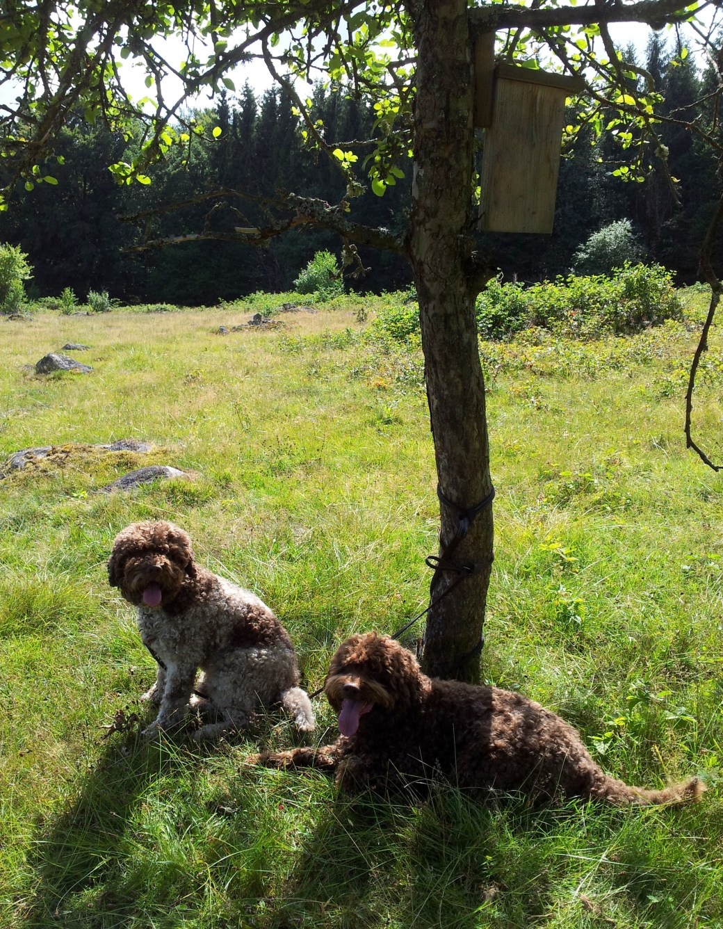 Björnbär och hundar 2013 009