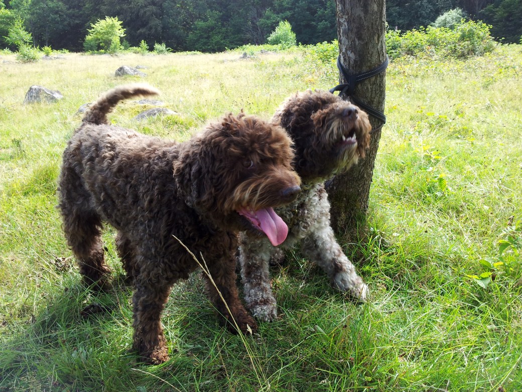 Björnbär och hundar 2013 010