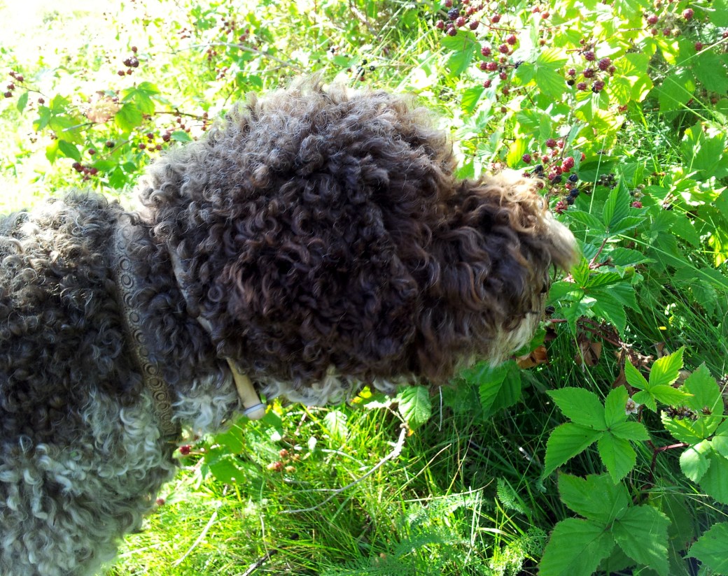 Björnbär och hundar 2013 012