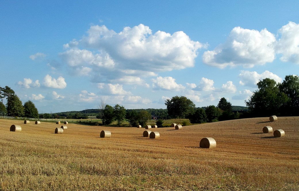 Halm, himmel och kossor 003