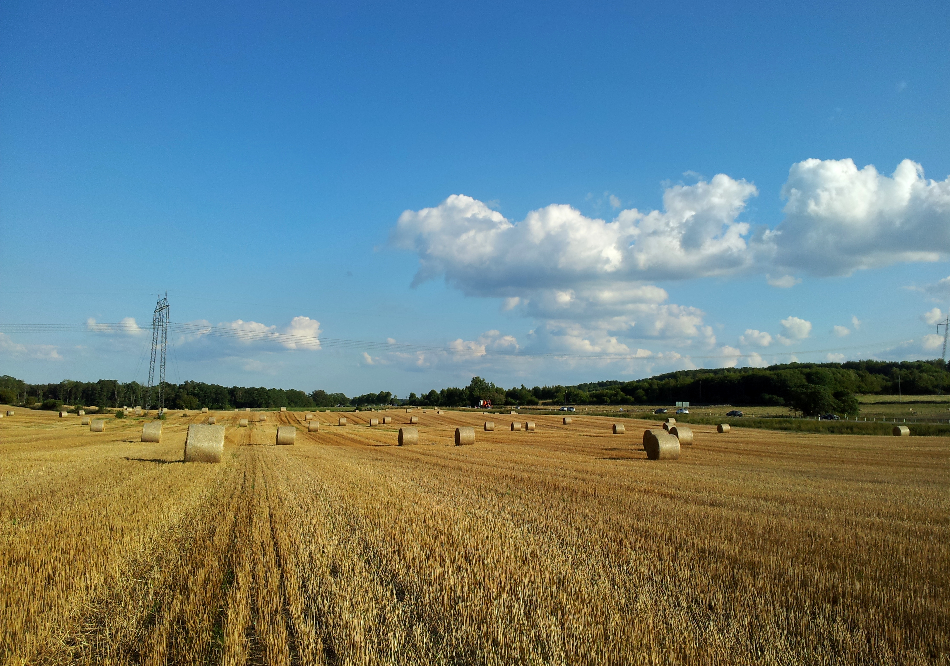 Halm, himmel och kossor 010