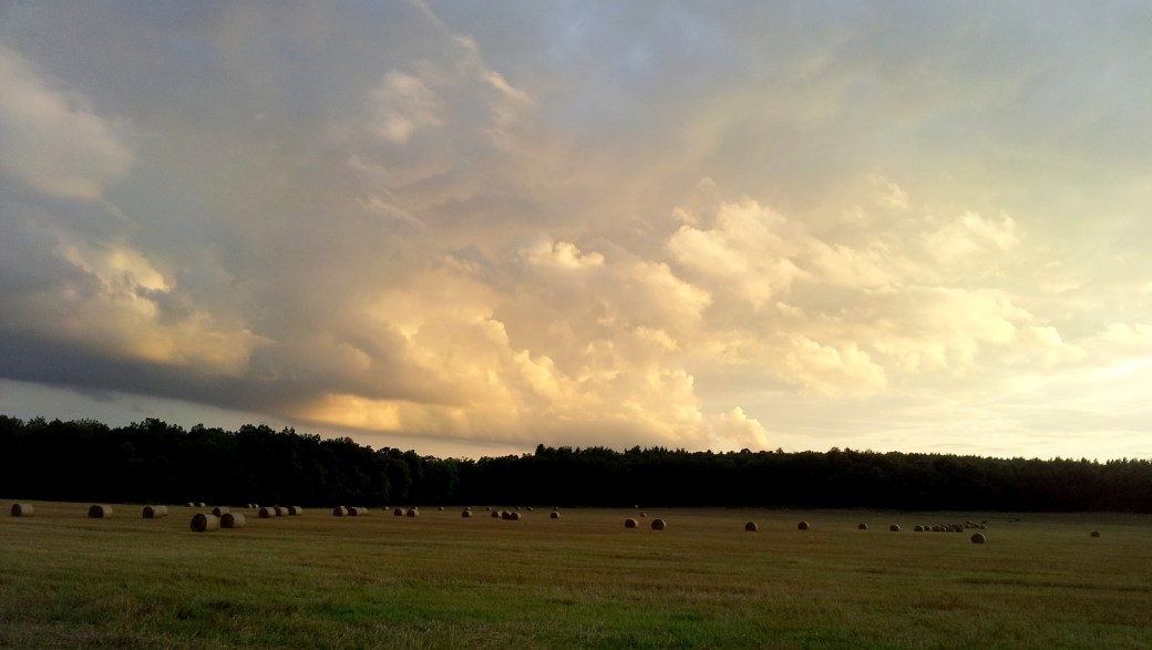 Halm, himmel och kossor 017