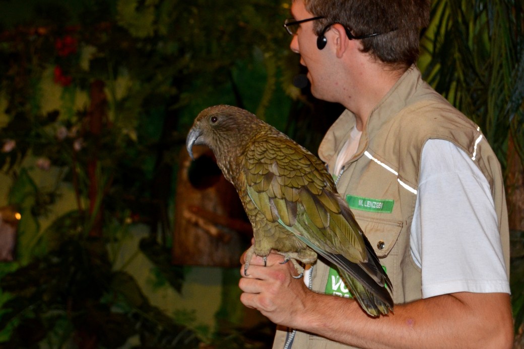 Kea (New Zealand) Known for its demolishing of cars...