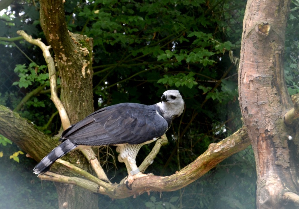 Harpy Eagle (Americas)
